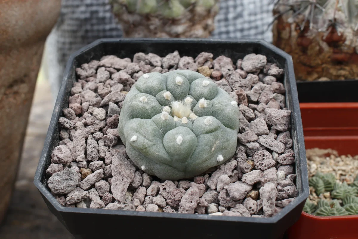 Lophophora williamsii