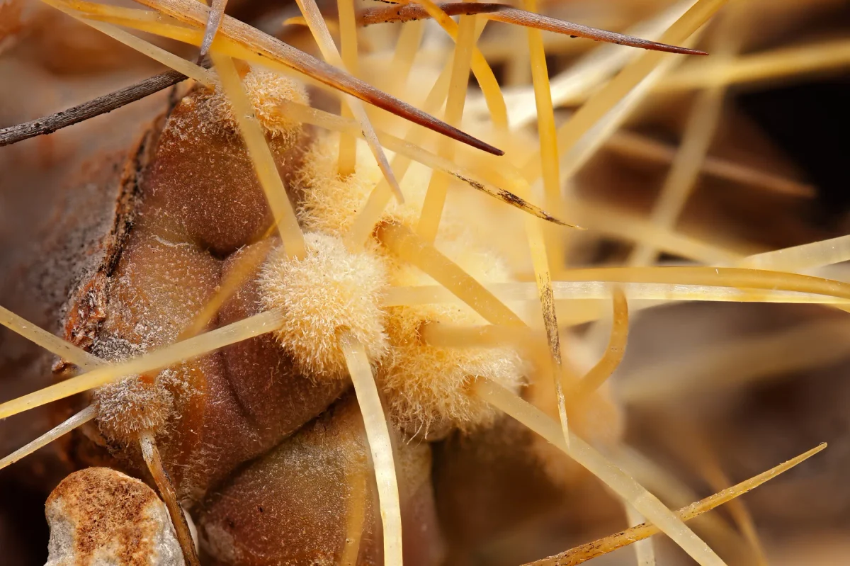 Copiapoa haseltoniana