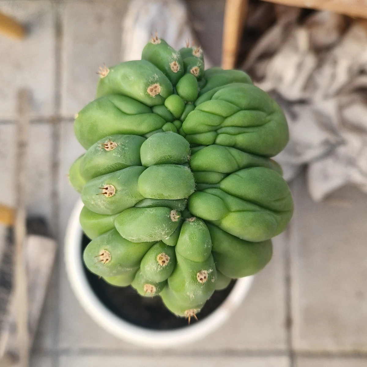 Trichocereus pachanoi 'monstrose'