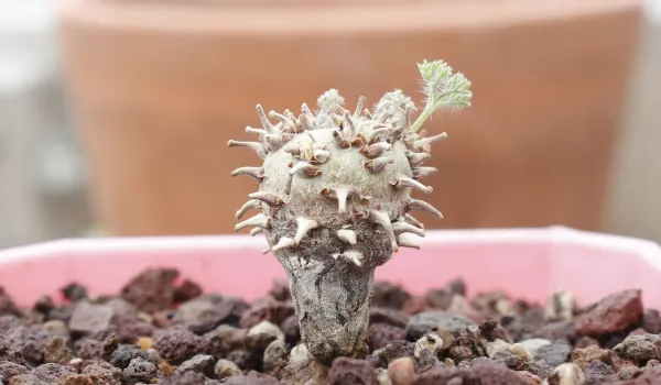 Sarcocaulon peniculinum