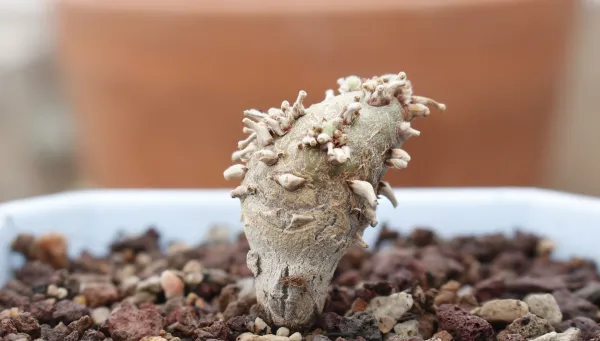 Sarcocaulon peniculinum