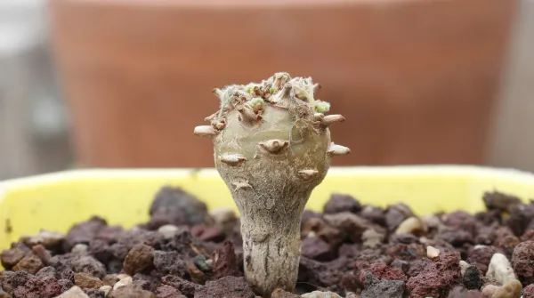 Sarcocaulon peniculinum