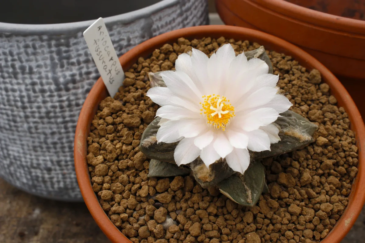 Ariocarpus fissuratus