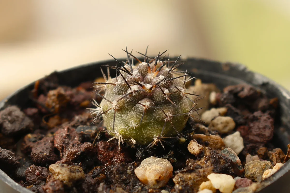 Copiapoa cinerea