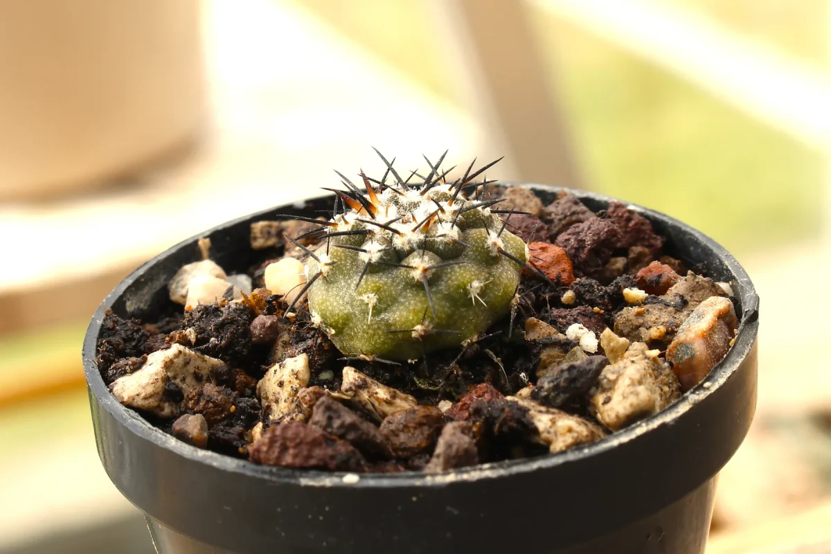 Copiapoa cinerea