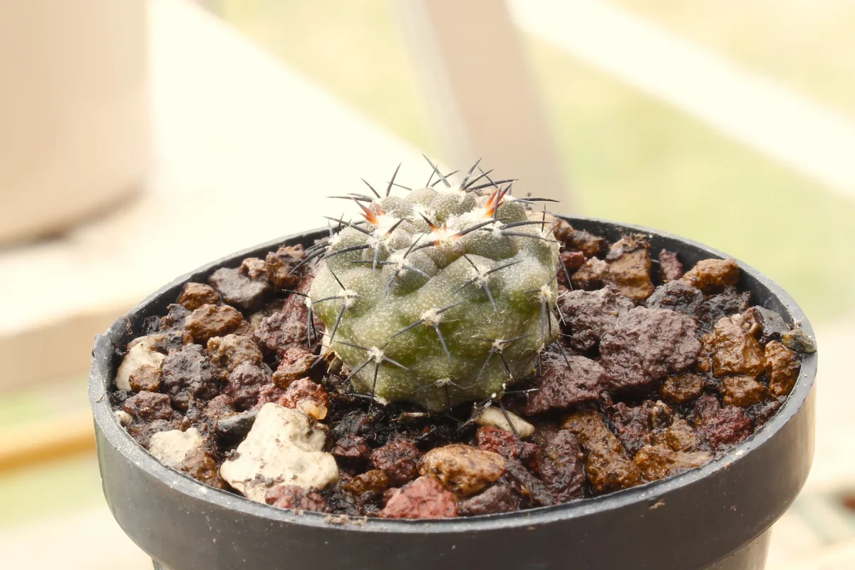 Copiapoa cinerea