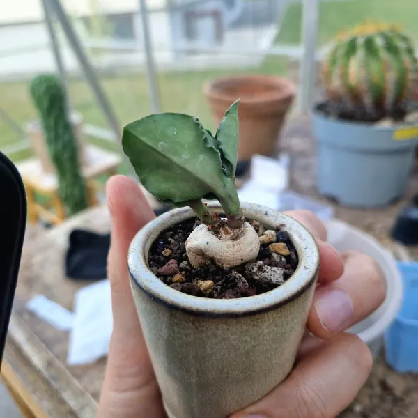 Euphorbia disca