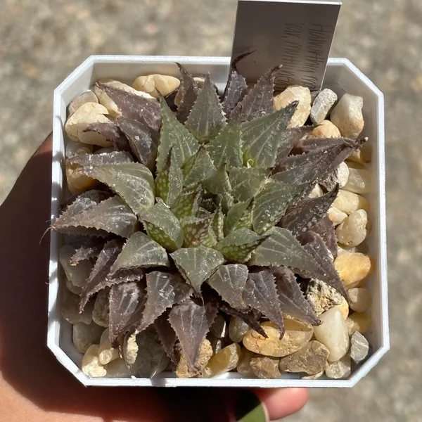 Growth photo from 14 Sept 2026