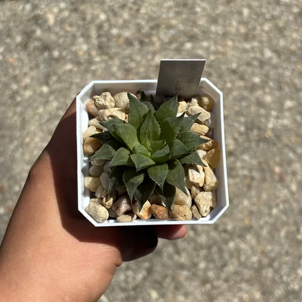 Growth photo from 14 Sept 2026