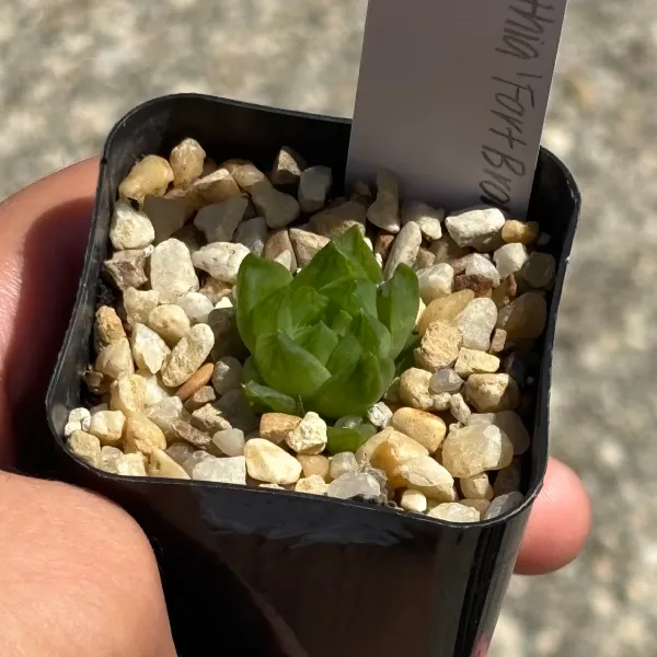 Haworthia ‘Fort Brown’