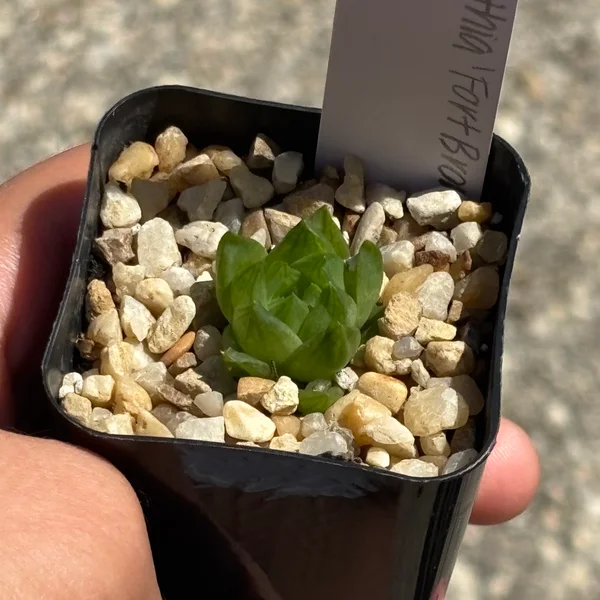 Growth photo from 14 Sept 2026