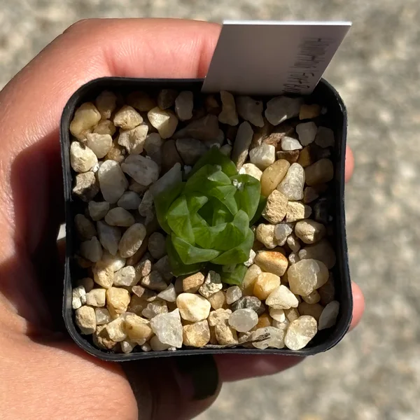 Growth photo from 14 Sept 2026