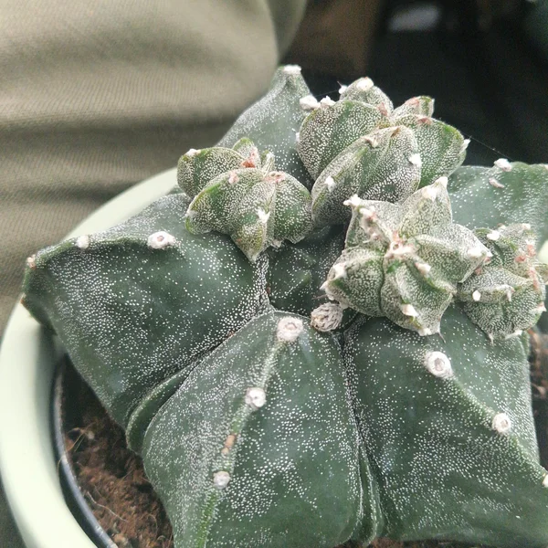 Growth photo from 16 Sept 2026